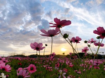 「寄り添う秋桜」 チャーム